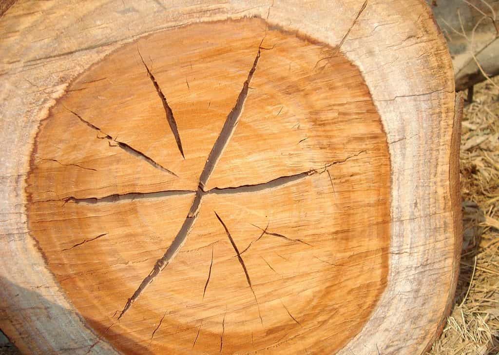 而木纤维的内外收缩不一致,多年后由于木材本身的收缩而出现裂缝;或者